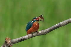 sat00033681 sat00033681