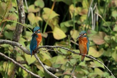 sat00033763 sat00033763