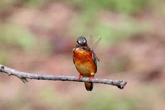 sat00034468 sat00034468