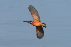 sat00034463 sat00034463