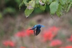 sat00033826 sat00033826