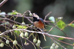 sat00033734 sat00033734