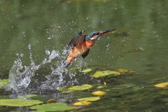 sat00032933 sat00032933