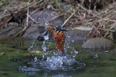 sat00034471 sat00034471