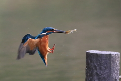 sat00034464 sat00034464