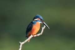 sat00034531 sat00034531