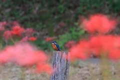 sat00033804 sat00033804