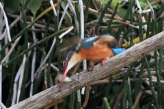 sat00033731 sat00033731