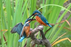 sat00033688 sat00033688