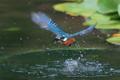 sat00033566 sat00033566