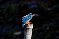 sat00034414 sat00034414