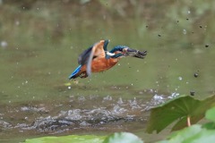 sat00033041 sat00033041