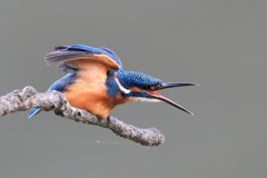 sat00033808 sat00033808