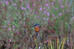 sat00033801 sat00033801