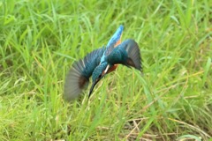 sat00033632 sat00033632