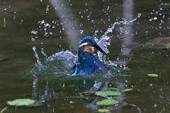 sat00033750 sat00033750