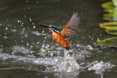 sat00033286 sat00033286