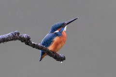 sat00034140 sat00034140