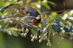 sat00033735 sat00033735