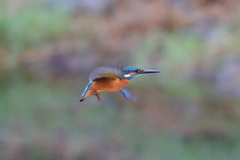 sat00034503 sat00034503