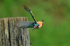 sat00033095 sat00033095