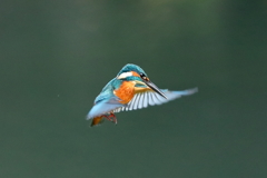 sat00034513 sat00034513