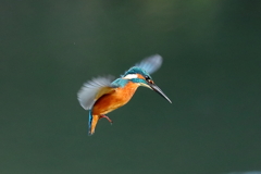 sat00034522 sat00034522