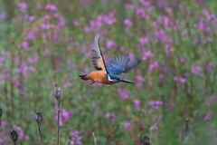 sat00033244 sat00033244