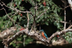 sat00032951 sat00032951