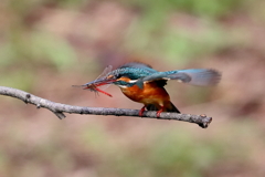 sat00034469 sat00034469