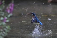 sat00033236 sat00033236