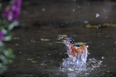 sat00033235 sat00033235