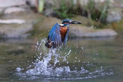 sat00034273 sat00034273