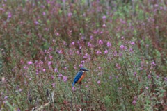 sat00033805 sat00033805