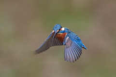 sat00034302 sat00034302