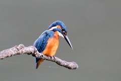 sat00033807 sat00033807