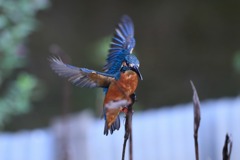 sat00033034 sat00033034