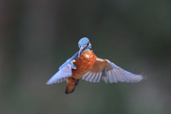 sat00033836 sat00033836