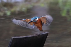 sat00034142 sat00034142