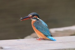 sat00034314 sat00034314