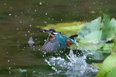 sat00034158 sat00034158