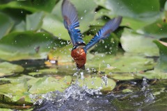 sat00033609 sat00033609