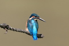 sat00032902 sat00032902