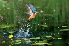 sat00033344 sat00033344