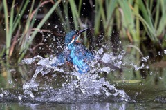 sat00033771 sat00033771