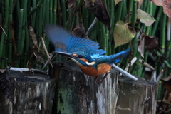 sat00034441 sat00034441