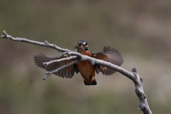 sat00033728 sat00033728