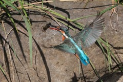 sat00032942 sat00032942