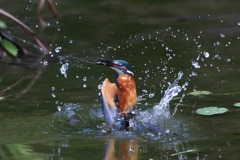 sat00033745 sat00033745