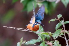 sat00033864 sat00033864